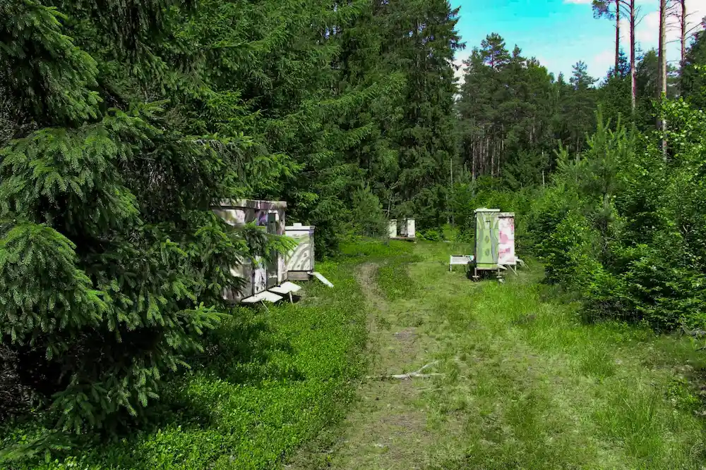 Rząd uli pszczelich na leśnej ścieżce